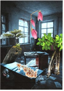 Photos-collages 78